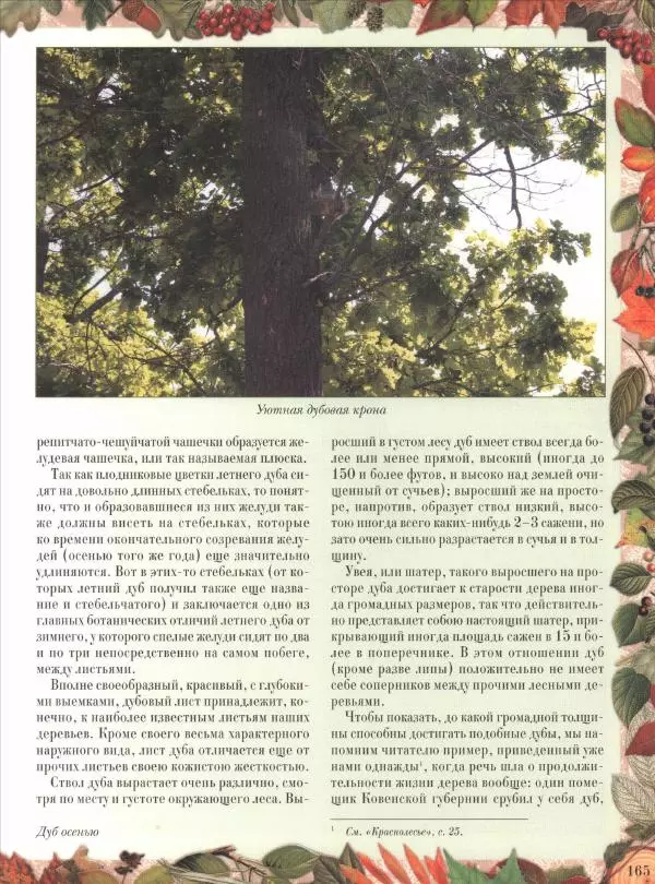 Дмитрий Кайгородов - Беседы о русском лесе - Страница № 165