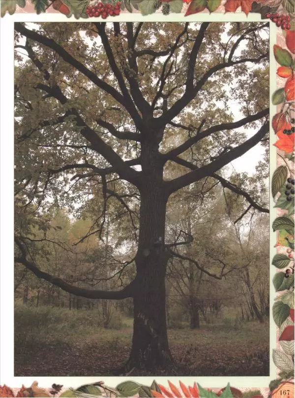 Дмитрий Кайгородов - Беседы о русском лесе - Страница № 167