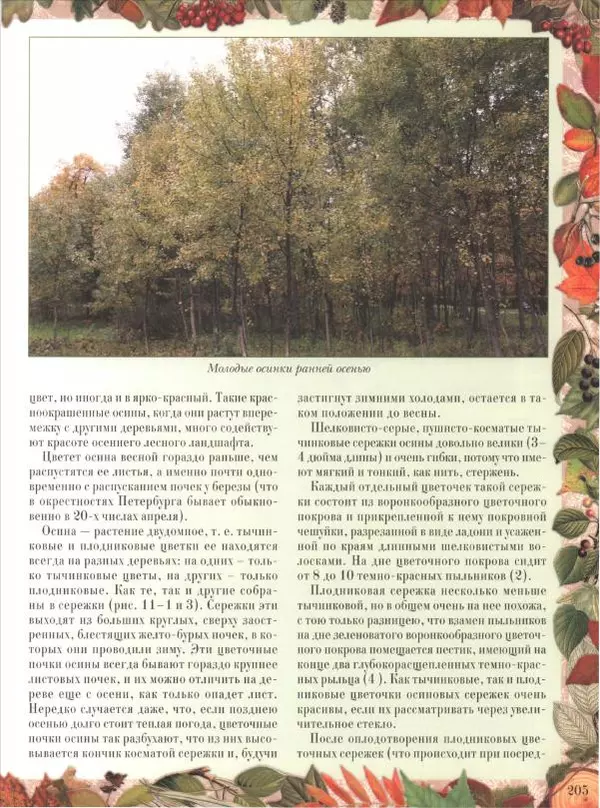 Дмитрий Кайгородов - Беседы о русском лесе - Страница № 205