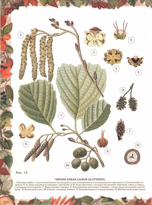 Дмитрий Кайгородов - Беседы о русском лесе - Страница № 220