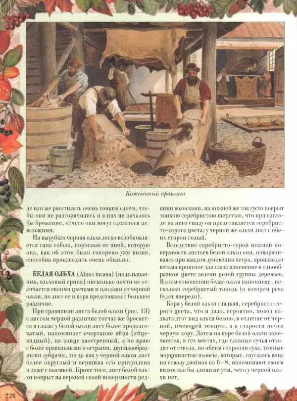 Дмитрий Кайгородов - Беседы о русском лесе - Страница № 226