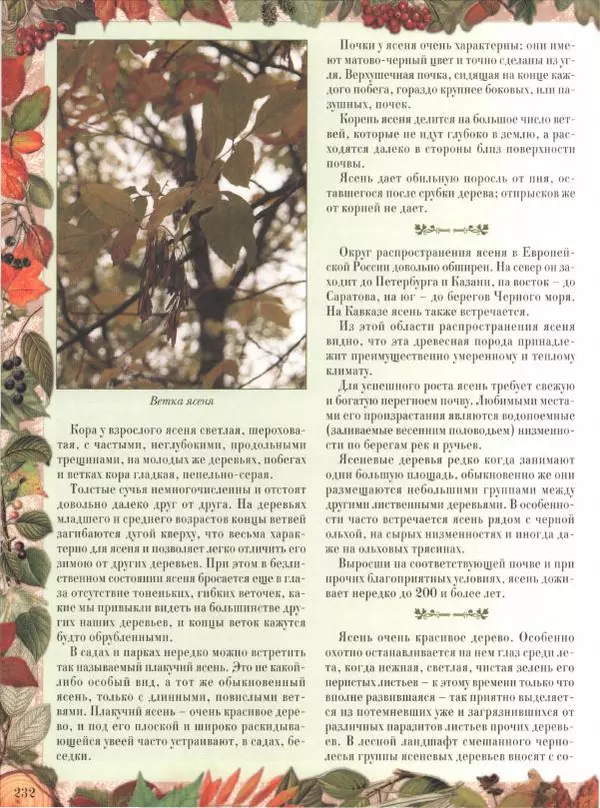 Дмитрий Кайгородов - Беседы о русском лесе - Страница № 232