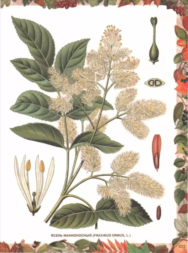 Дмитрий Кайгородов - Беседы о русском лесе - Страница № 233