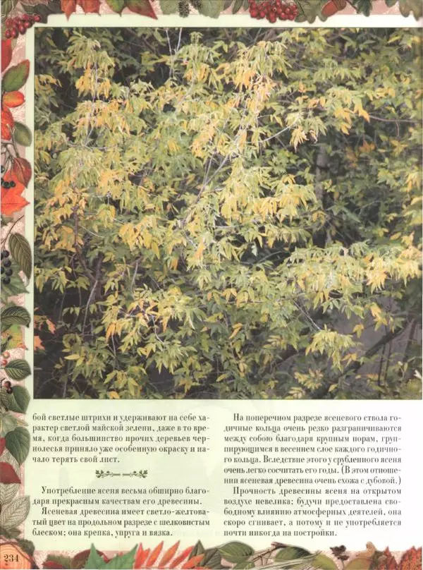 Дмитрий Кайгородов - Беседы о русском лесе - Страница № 234