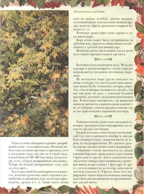 Дмитрий Кайгородов - Беседы о русском лесе - Страница № 235