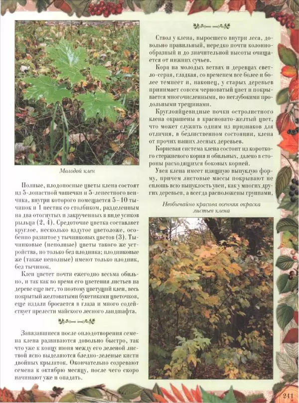 Дмитрий Кайгородов - Беседы о русском лесе - Страница № 241
