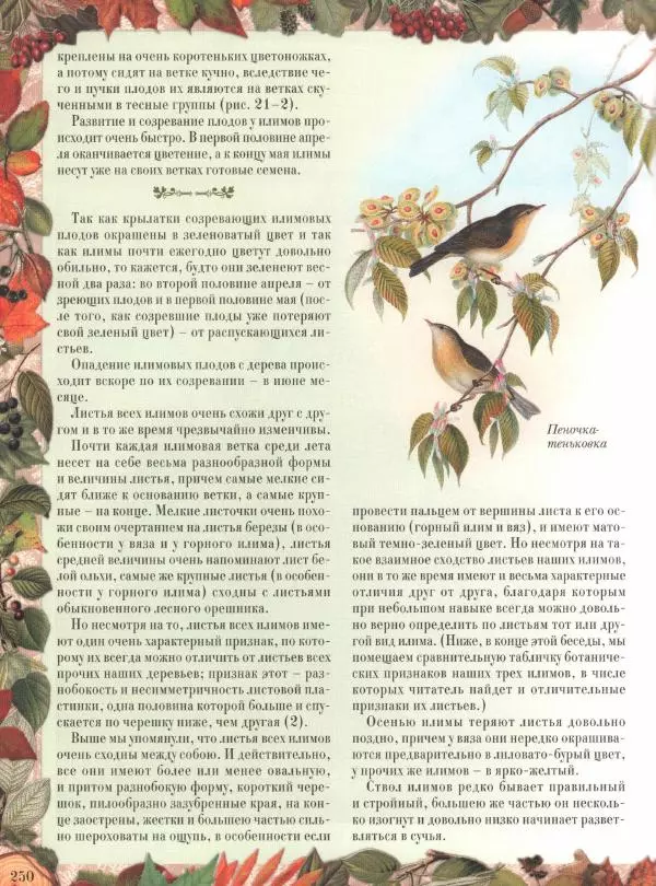 Дмитрий Кайгородов - Беседы о русском лесе - Страница № 250