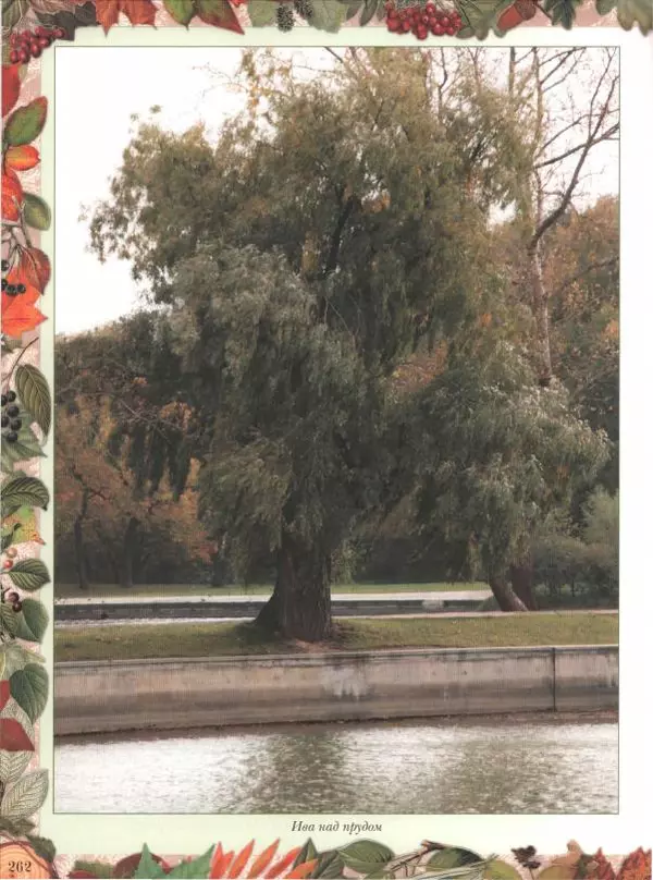 Дмитрий Кайгородов - Беседы о русском лесе - Страница № 262