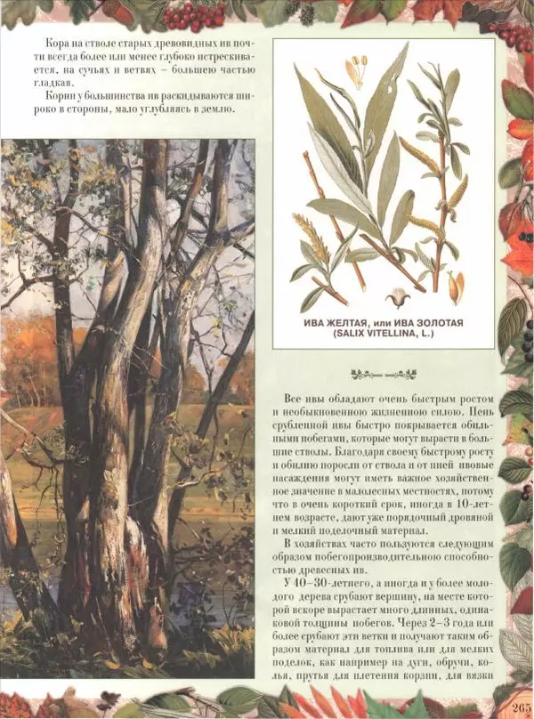 Дмитрий Кайгородов - Беседы о русском лесе - Страница № 265
