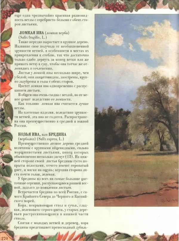Дмитрий Кайгородов - Беседы о русском лесе - Страница № 270