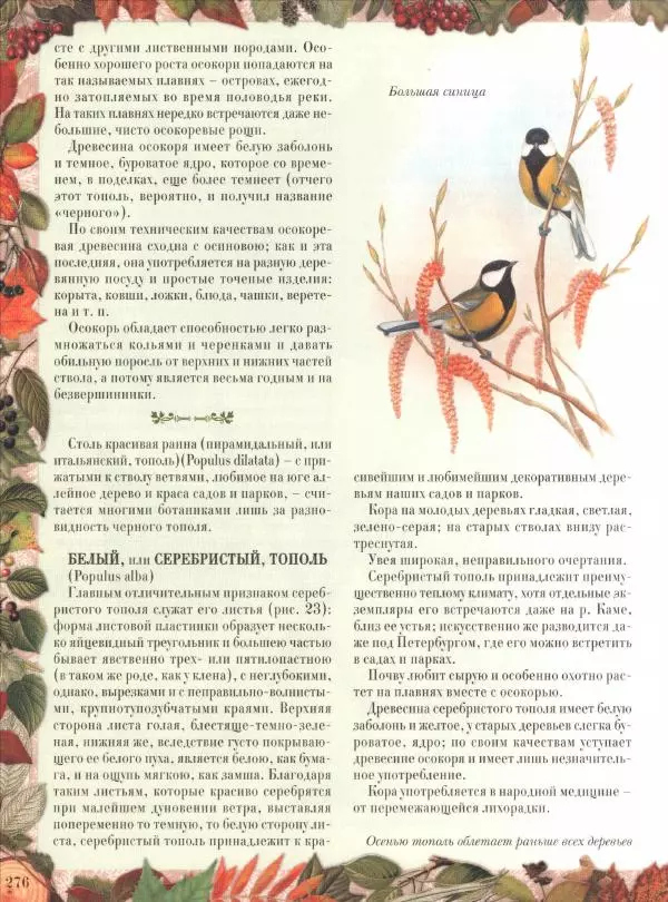Дмитрий Кайгородов - Беседы о русском лесе - Страница № 276