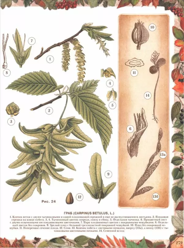 Дмитрий Кайгородов - Беседы о русском лесе - Страница № 279