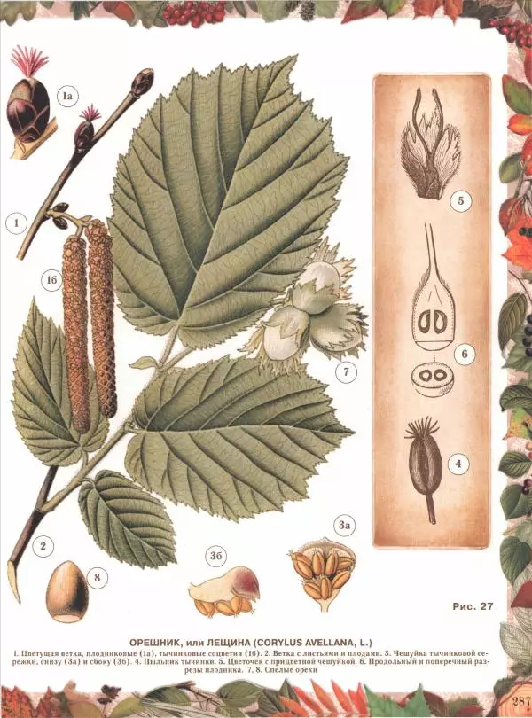 Дмитрий Кайгородов - Беседы о русском лесе - Страница № 287