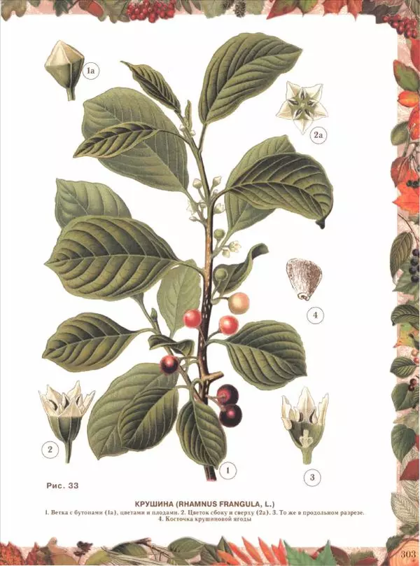 Дмитрий Кайгородов - Беседы о русском лесе - Страница № 303