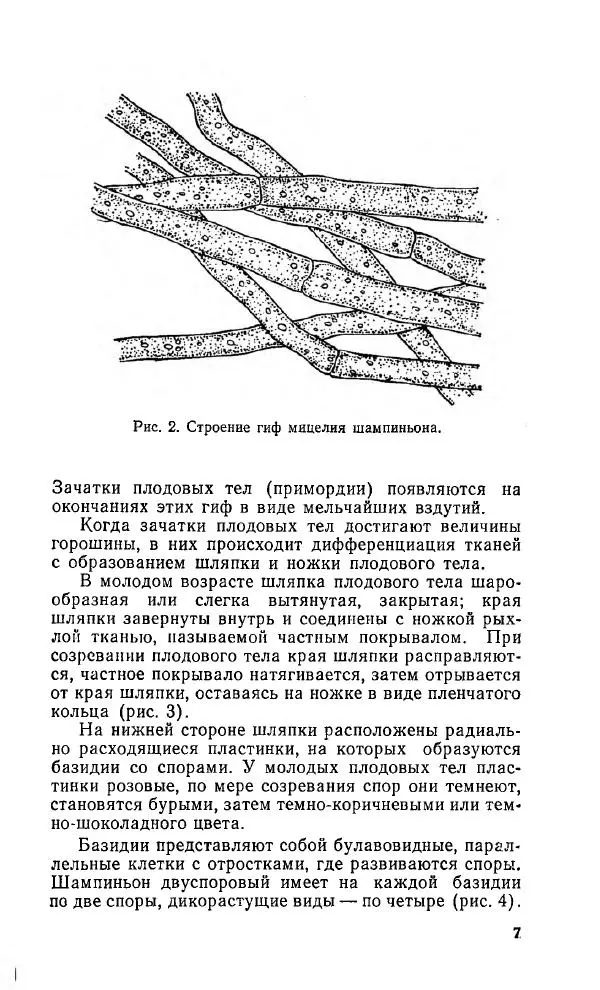 Л. Девочкин - Шампиньоны - Страница № 8