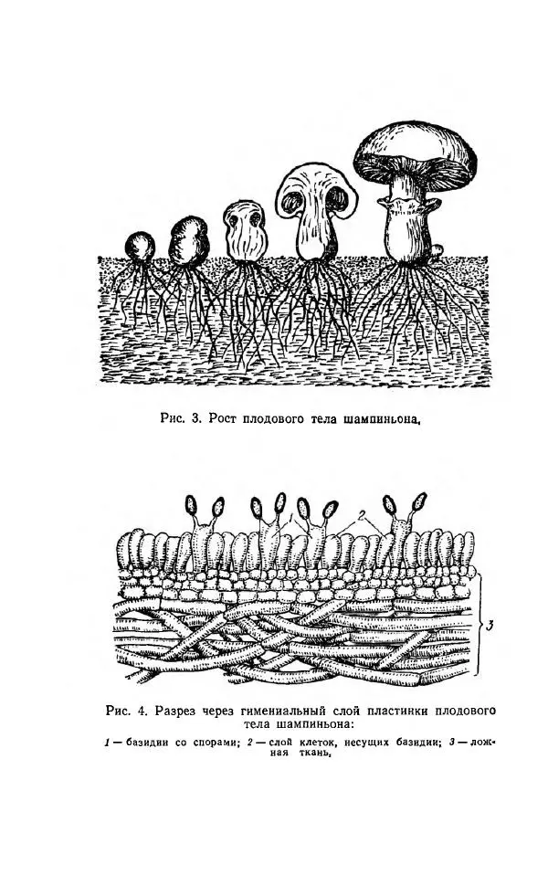 Л. Девочкин - Шампиньоны - Страница № 9