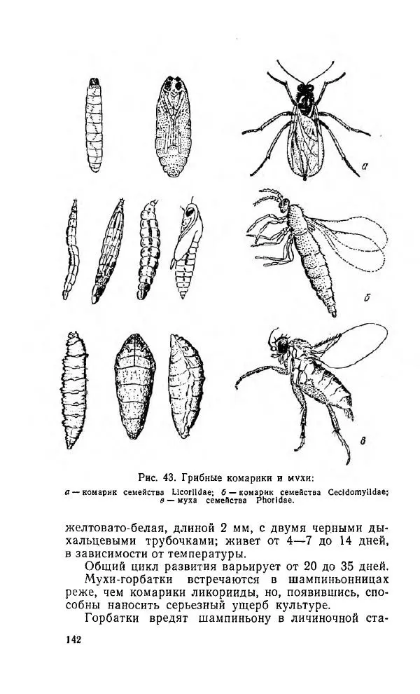Л. Девочкин - Шампиньоны - Страница № 142