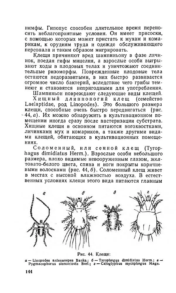 Л. Девочкин - Шампиньоны - Страница № 144