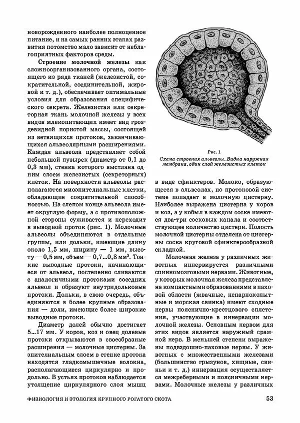 Анатолий Кузнецов - Крупный рогатый скот - Страница № 54