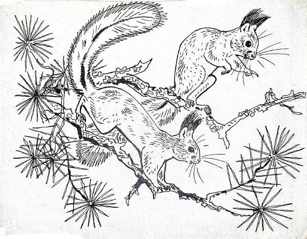 Анатолий Лельевр - Для чего обезьяне хвост? - Страница № 14