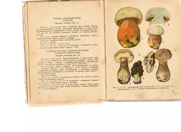 Владимир Тойбис - За грибами - Страница № 13 Владимир Тойбис - За грибами - Страница № 13