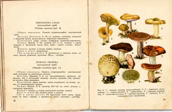 Владимир Тойбис - За грибами - Страница № 22 Владимир Тойбис - За грибами - Страница № 22