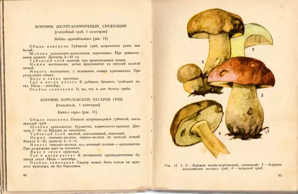Владимир Тойбис - За грибами - Страница № 25 Владимир Тойбис - За грибами - Страница № 25