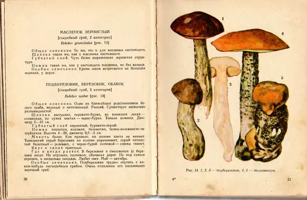 Владимир Тойбис - За грибами - Страница № 28 Владимир Тойбис - За грибами - Страница № 28
