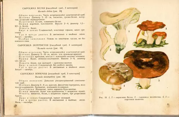 Владимир Тойбис - За грибами - Страница № 33 Владимир Тойбис - За грибами - Страница № 33