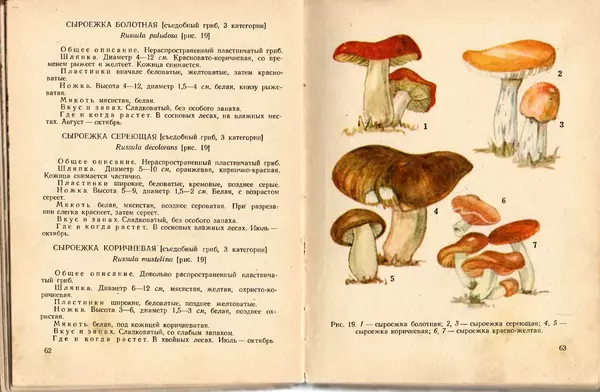 Владимир Тойбис - За грибами - Страница № 34 Владимир Тойбис - За грибами - Страница № 34
