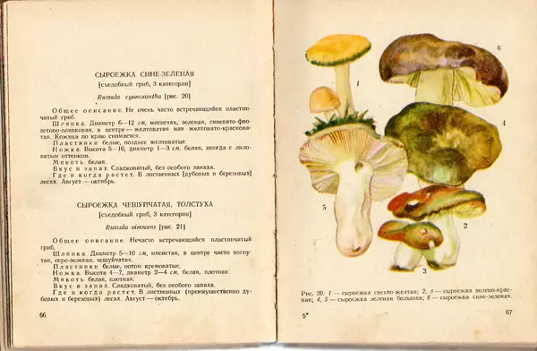 Владимир Тойбис - За грибами - Страница № 36 Владимир Тойбис - За грибами - Страница № 36