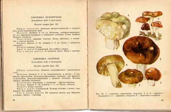 Владимир Тойбис - За грибами - Страница № 37 Владимир Тойбис - За грибами - Страница № 37