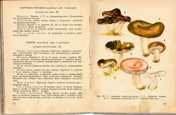 Владимир Тойбис - За грибами - Страница № 39 Владимир Тойбис - За грибами - Страница № 39