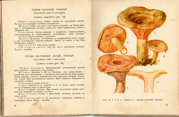 Владимир Тойбис - За грибами - Страница № 40 Владимир Тойбис - За грибами - Страница № 40
