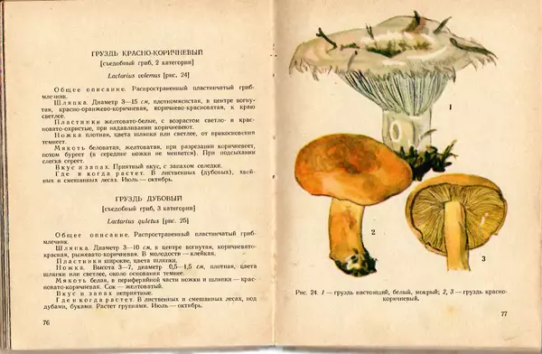 Владимир Тойбис - За грибами - Страница № 41 Владимир Тойбис - За грибами - Страница № 41