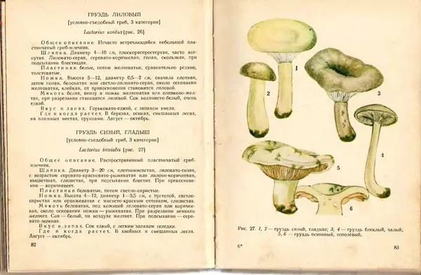 Владимир Тойбис - За грибами - Страница № 44 Владимир Тойбис - За грибами - Страница № 44
