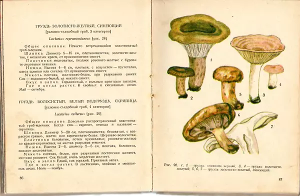 Владимир Тойбис - За грибами - Страница № 46 Владимир Тойбис - За грибами - Страница № 46