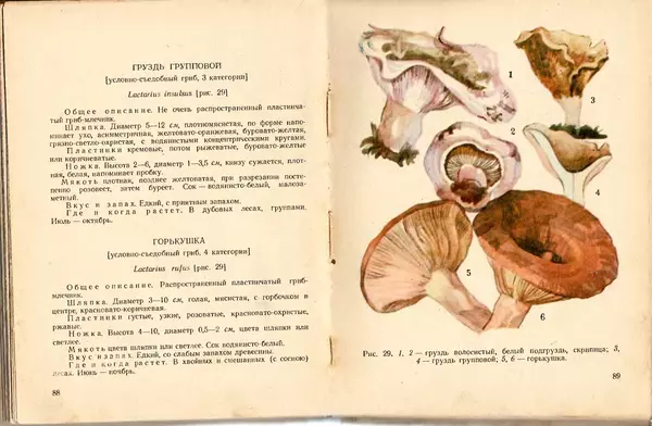 Владимир Тойбис - За грибами - Страница № 47 Владимир Тойбис - За грибами - Страница № 47