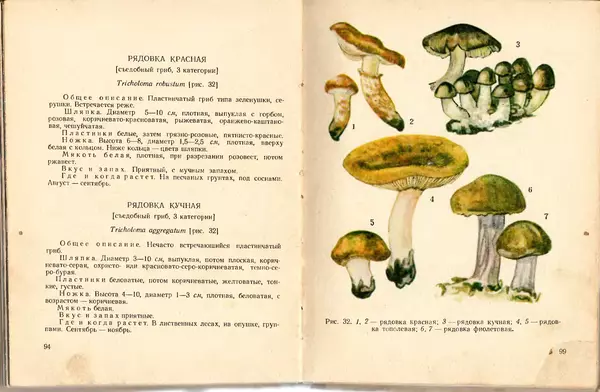 Владимир Тойбис - За грибами - Страница № 50 Владимир Тойбис - За грибами - Страница № 50