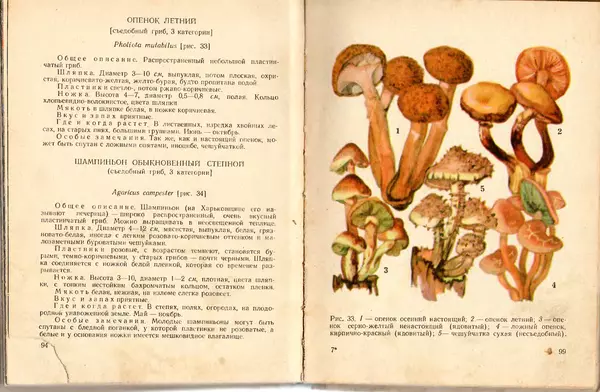 Владимир Тойбис - За грибами - Страница № 52 Владимир Тойбис - За грибами - Страница № 52