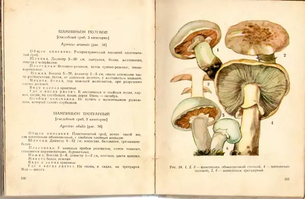 Владимир Тойбис - За грибами - Страница № 53 Владимир Тойбис - За грибами - Страница № 53