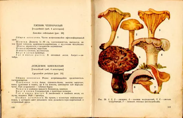 Владимир Тойбис - За грибами - Страница № 58 Владимир Тойбис - За грибами - Страница № 58