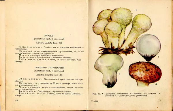 Владимир Тойбис - За грибами - Страница № 59 Владимир Тойбис - За грибами - Страница № 59