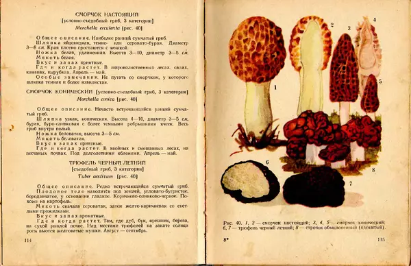 Владимир Тойбис - За грибами - Страница № 60 Владимир Тойбис - За грибами - Страница № 60