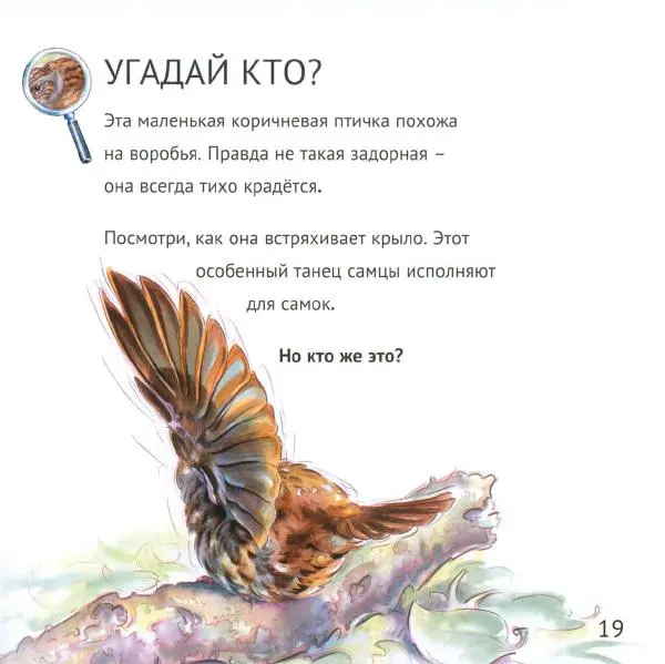 Майк Анвин - Кто живёт у нас на даче. Птицы - Страница № 22