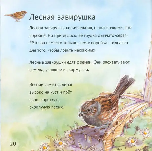 Майк Анвин - Кто живёт у нас на даче. Птицы - Страница № 23