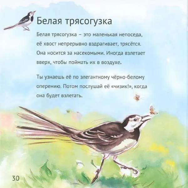 Майк Анвин - Кто живёт у нас на даче. Птицы - Страница № 33