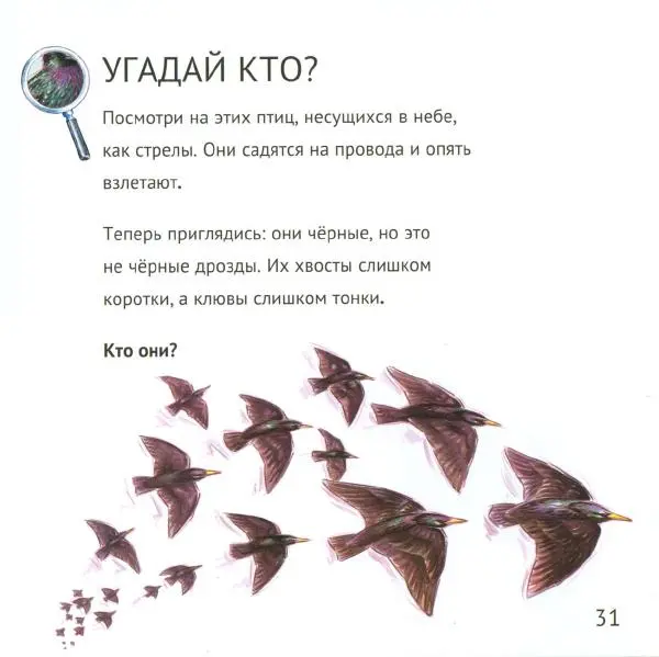 Майк Анвин - Кто живёт у нас на даче. Птицы - Страница № 34