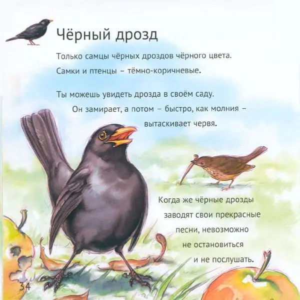 Майк Анвин - Кто живёт у нас на даче. Птицы - Страница № 37