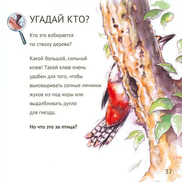 Майк Анвин - Кто живёт у нас на даче. Птицы - Страница № 40